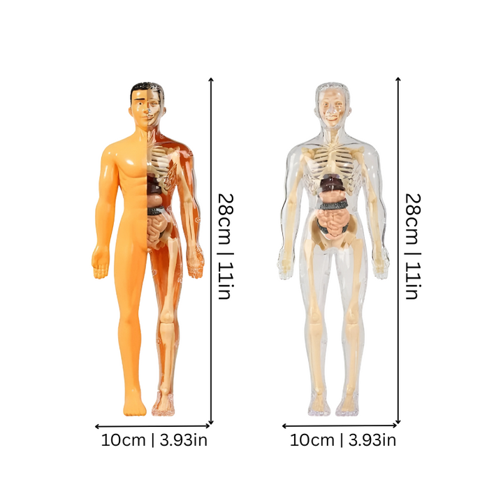 BodyQuest